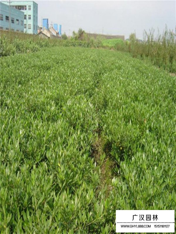 日本女貞種子種植方法(圖2)