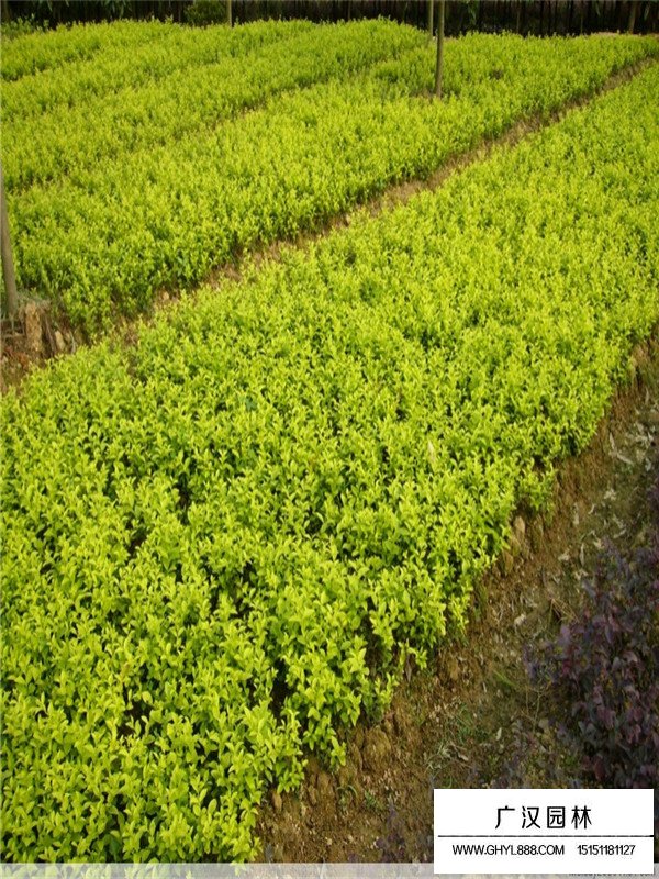 日本女貞種子種植方法(圖3)