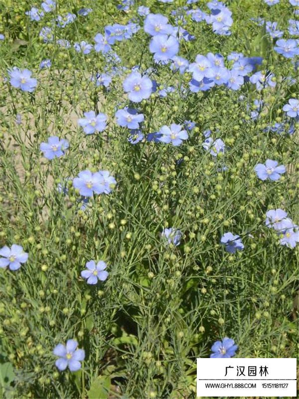 藍(lán)亞麻的生長環(huán)境(圖3)