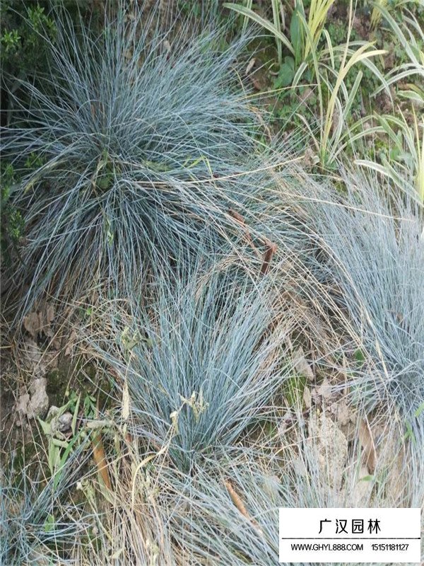 藍羊茅在園林中的應用(圖3)