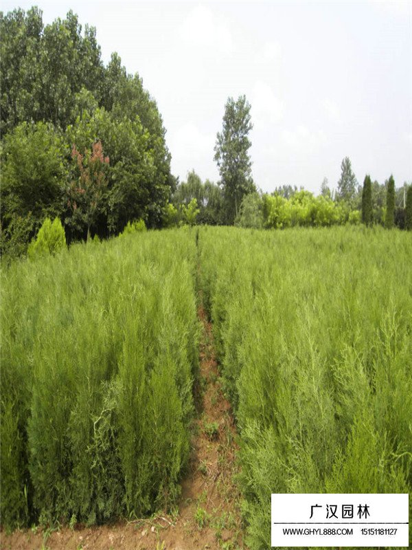 扁柏是什么(圖1)