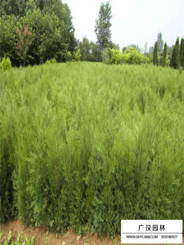 扁柏是什么(圖2)