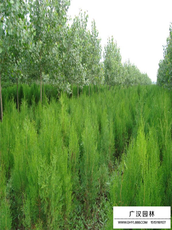 扁柏的作用及綠化價值(圖3)