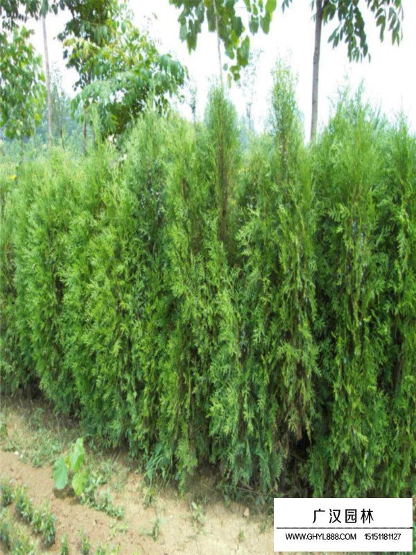 扁柏的作用及綠化價值(圖2)