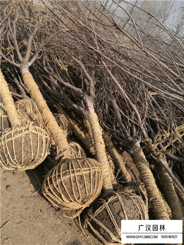 日本晚櫻價(jià)格(圖4)