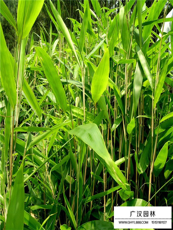 箬竹批發(fā)(圖2)