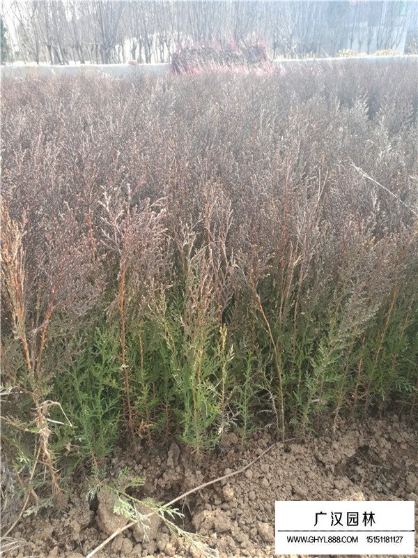 扁柏樹的特性(圖2)