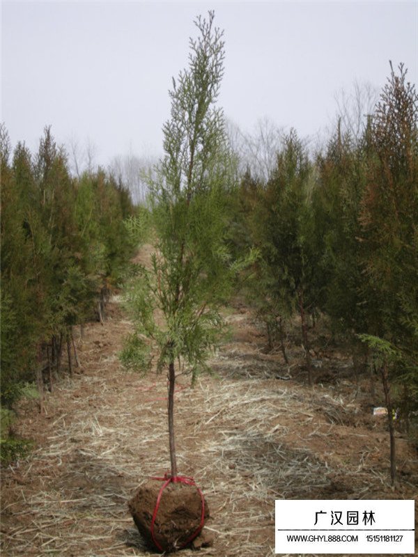 扁柏樹的特性(圖3)