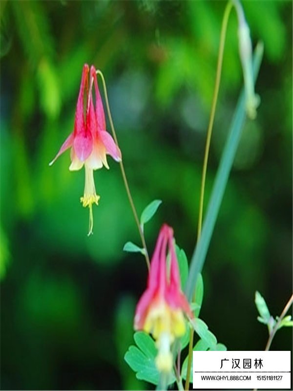 耬斗菜的藥用價(jià)值(圖1)