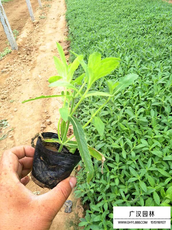 柳葉馬鞭草(圖1)