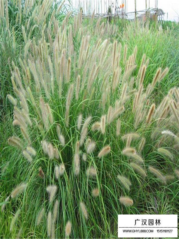 狼尾草的用途(圖2)