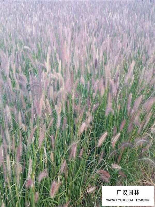 狼尾草的用途(圖3)