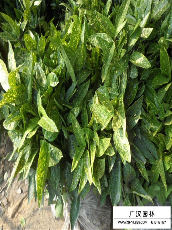 灑金珊瑚小苗價(jià)格(圖3)