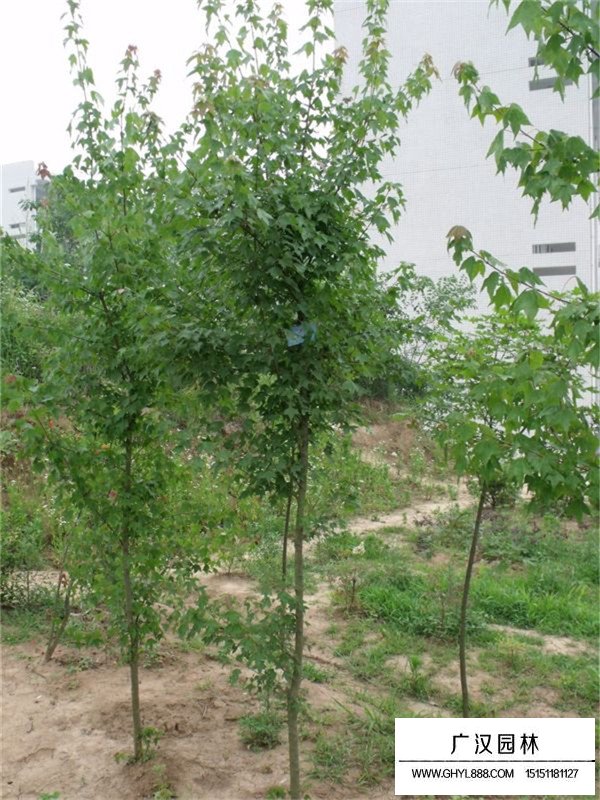 三角楓小苗如何移栽(圖2)