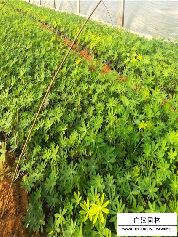 一公斤魯冰花種子多少錢？(圖2)