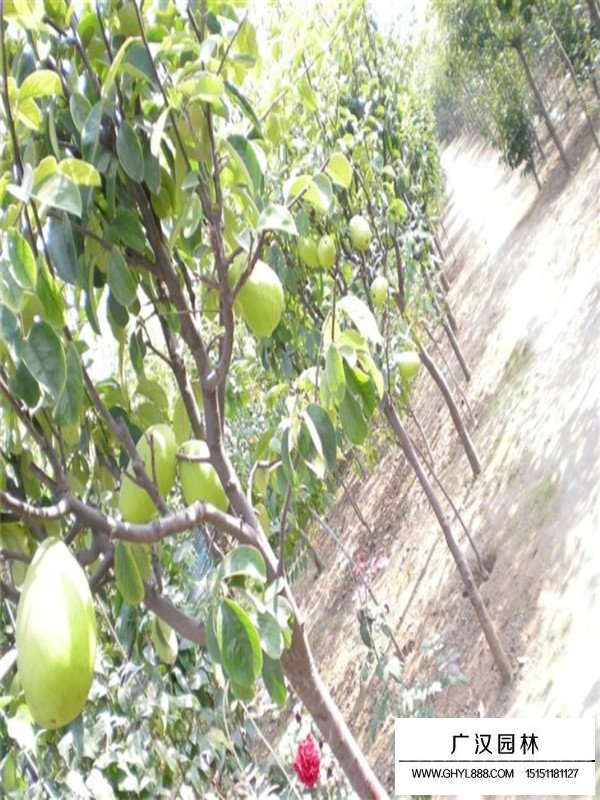 木瓜樹綠化價值(圖1)