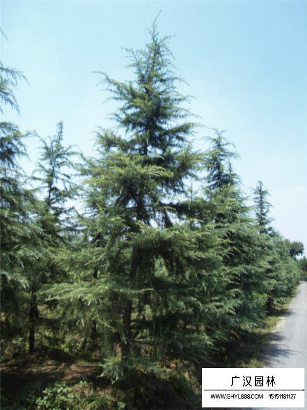 圣誕樹(shù)基地(圖4)