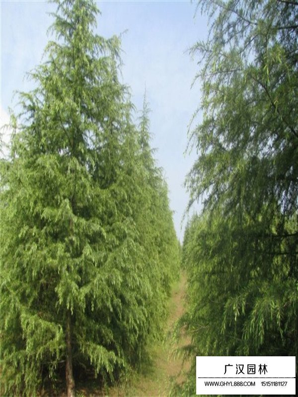 圣誕樹價格(圖1)