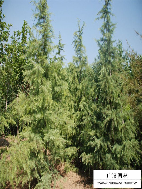 圣誕樹價格(圖2)