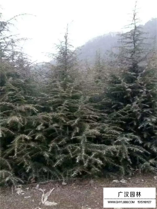 雪松有什么價值作用(圖1)