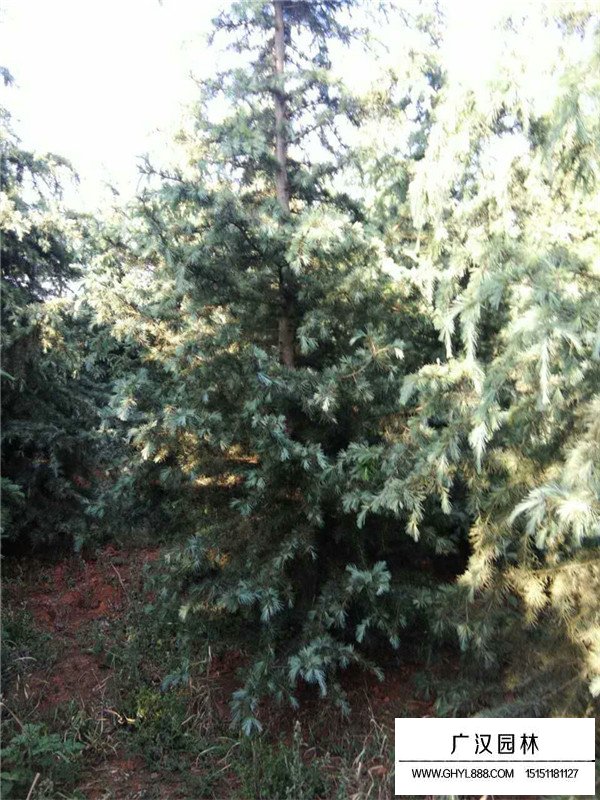 雪松有什么價值作用(圖2)