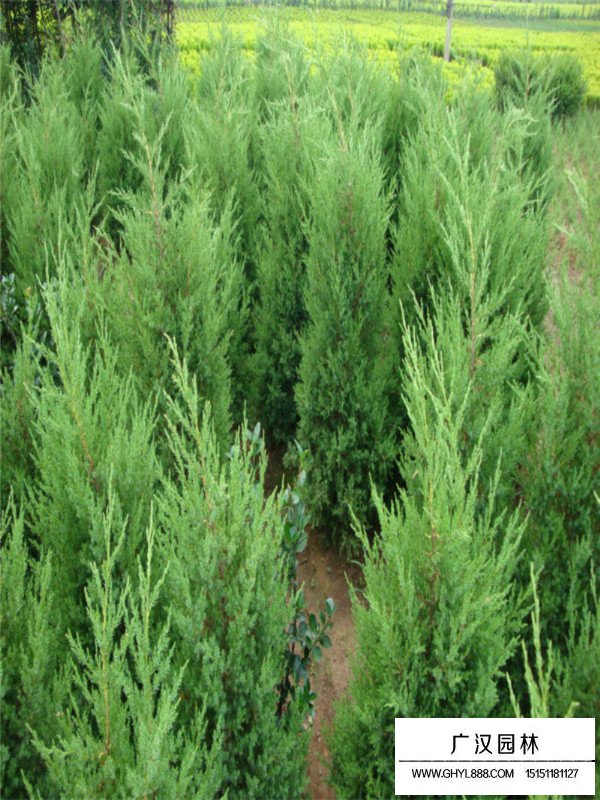 蜀檜價(jià)格(圖1)