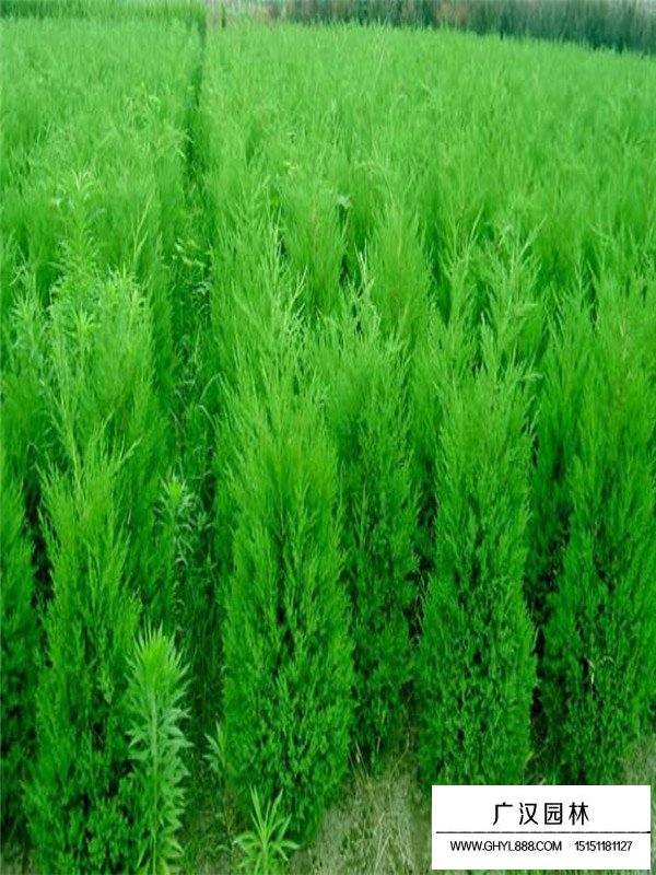 蜀檜小苗栽培技術(圖1)