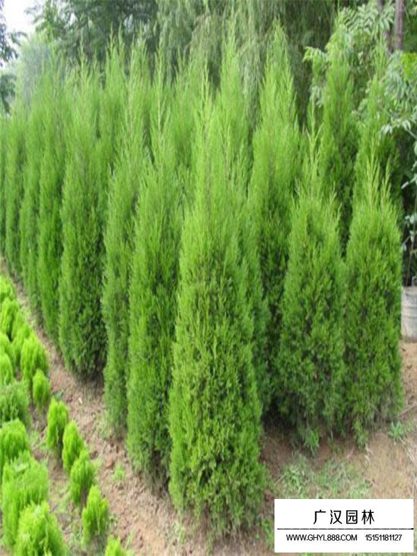 蜀檜小苗栽培技術(圖2)