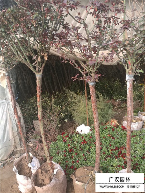 樹狀月季的養(yǎng)殖方法(圖1)