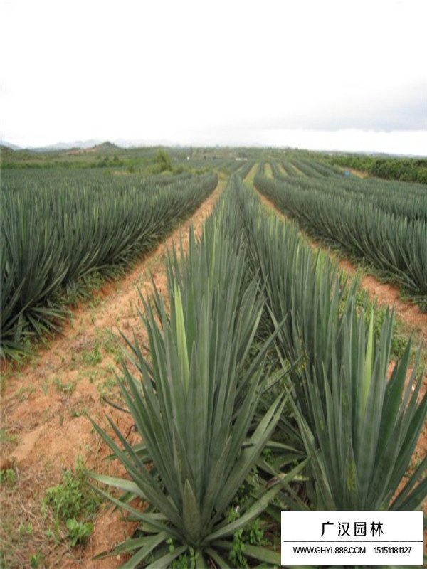 絲蘭苗價(jià)格(圖1)