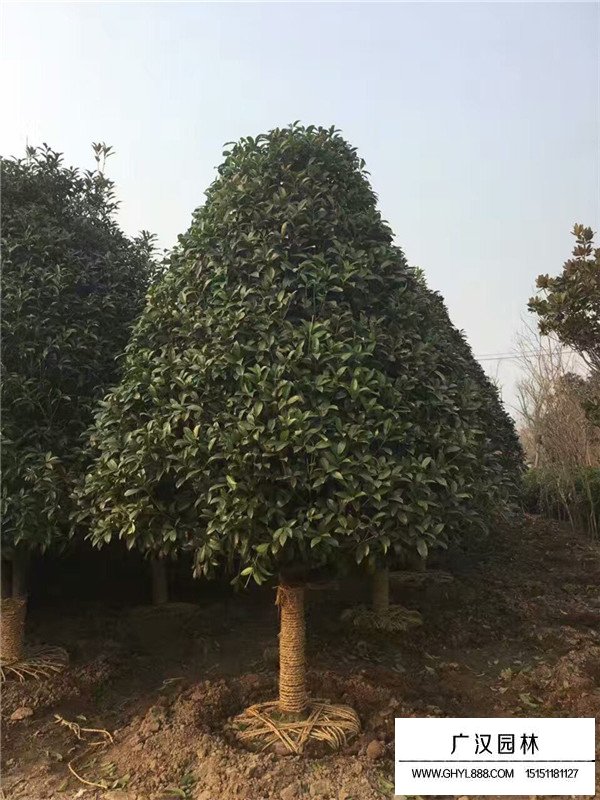 四季桂價(jià)格(圖2)