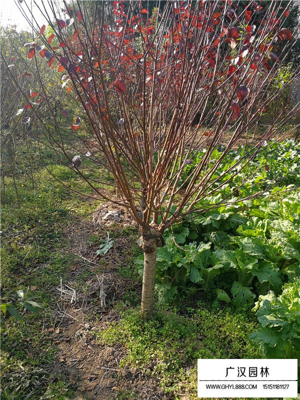 美人梅在梅花中行情如何(圖3)