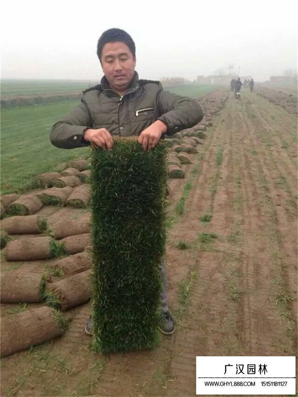 四季青草坪是什么價格(圖3)