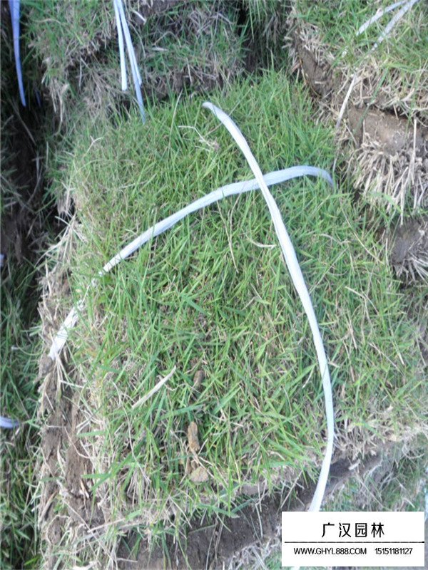 每平方四季青草坪的價格(圖3)