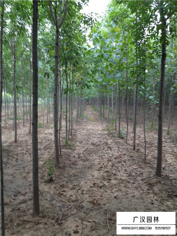 速生白蠟價(jià)格(圖1)