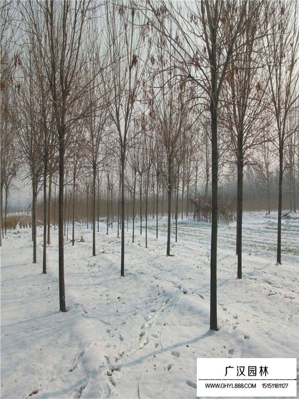 速生白蠟價(jià)格(圖3)