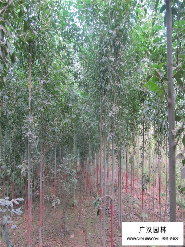 速生法桐價格(圖2)