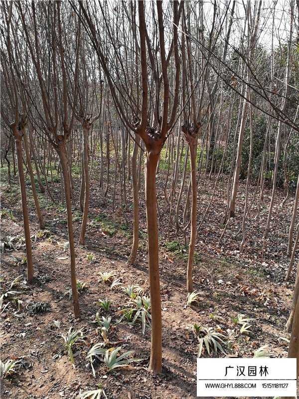 速生紫薇花圖片(圖1)