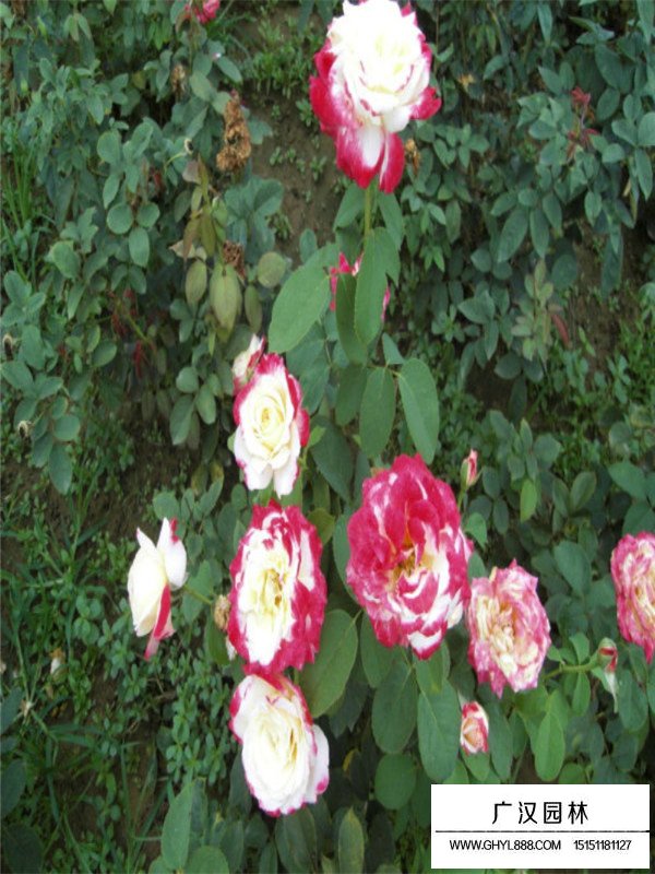 藤本月季生長環(huán)境(圖2)