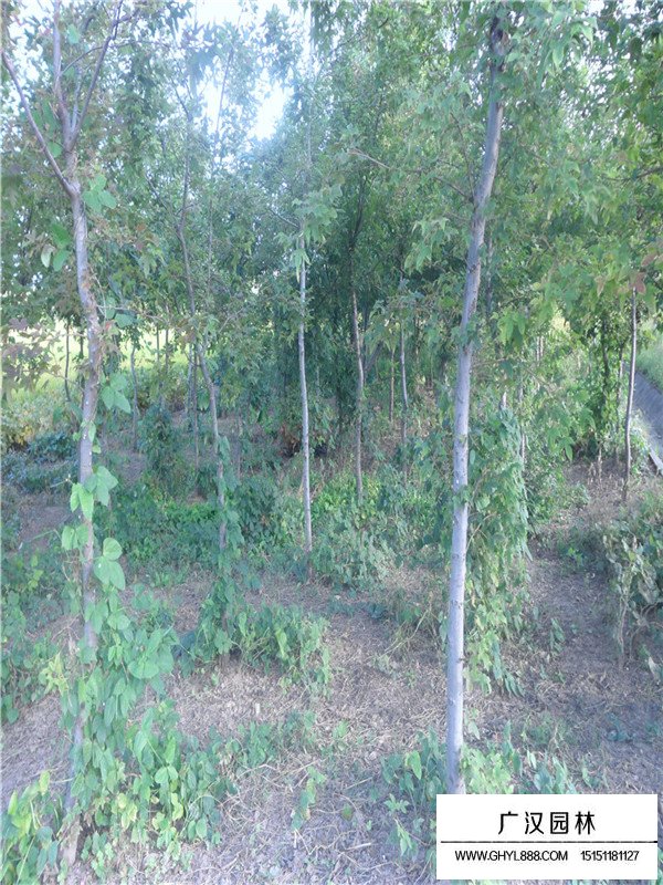 五角楓價格(圖1)