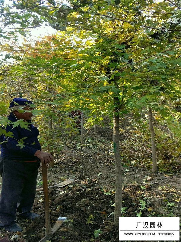 五角楓價格(圖2)