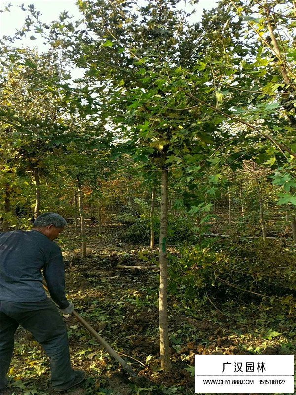 五角楓價格(圖3)