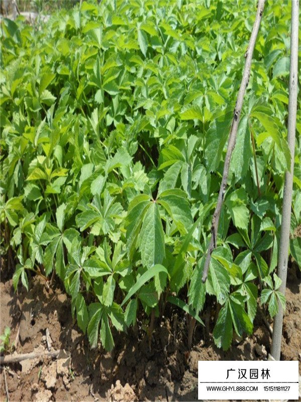 五葉地錦價(jià)格(圖1)