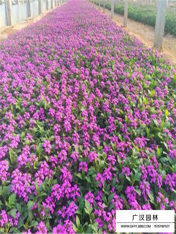 加拿大美女櫻的實(shí)用價值(圖3)