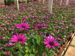 南非萬(wàn)壽菊