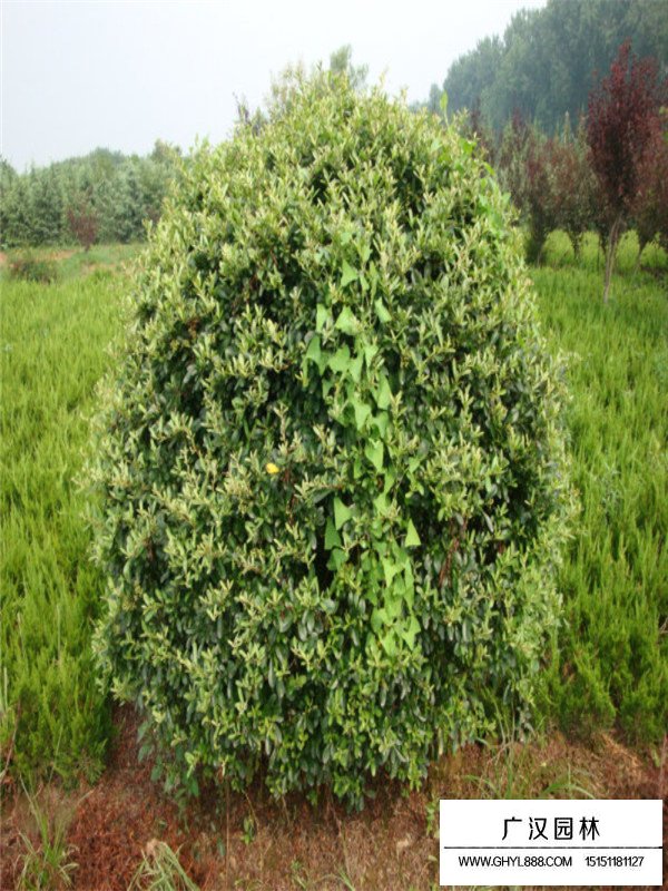 火棘小苗價(jià)格(圖1)