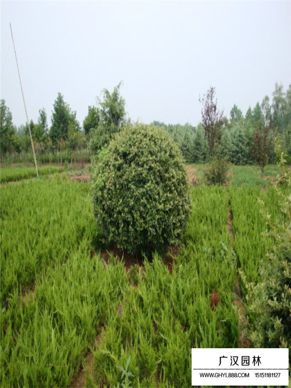 火棘小苗價(jià)格(圖3)