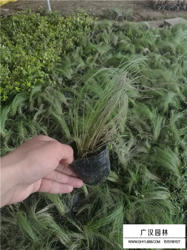 細(xì)葉芒草價(jià)格(圖1)