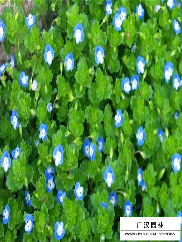 婆婆納種子的價(jià)格(圖1)