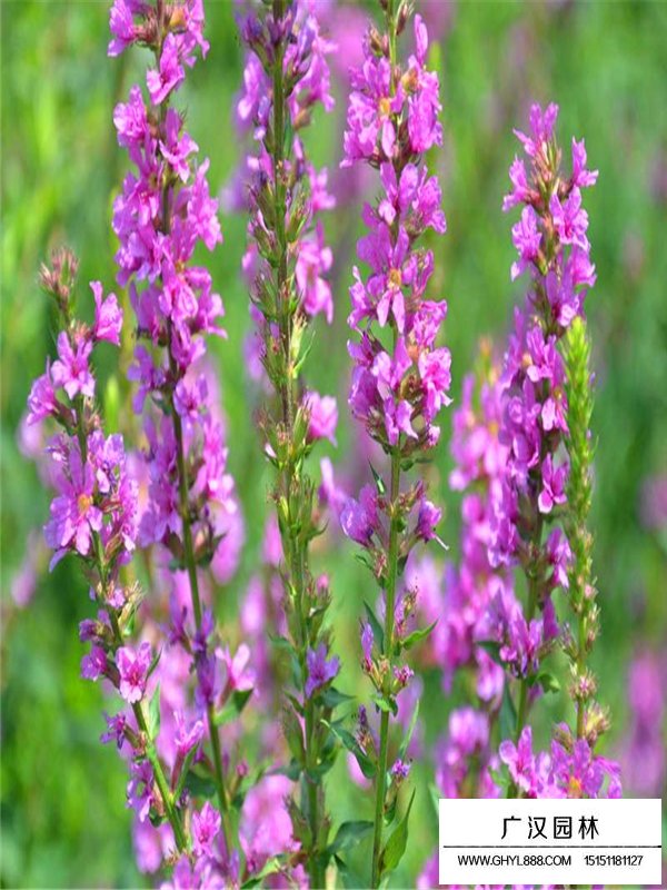 千屈菜繁殖方法(圖2)